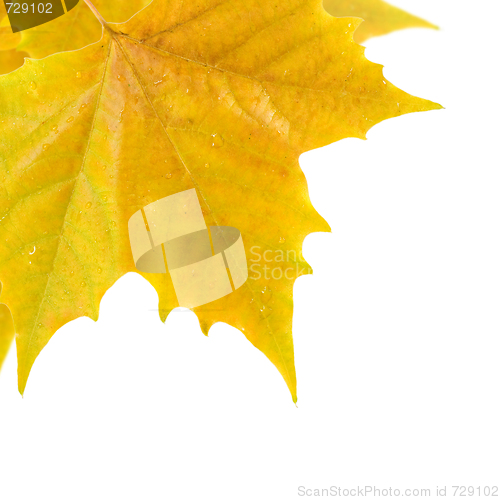 Image of Beautiful golden leaves in autumn