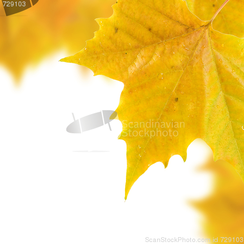 Image of Beautiful golden leaves in autumn