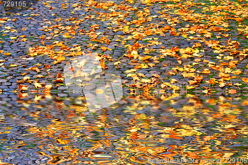 Image of Autumn