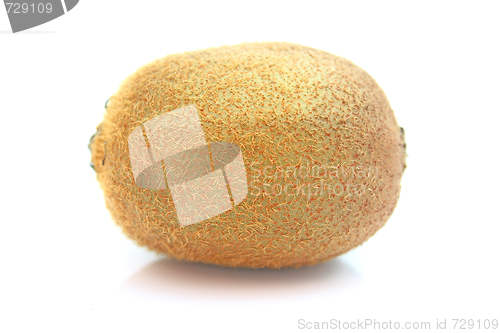 Image of Kiwi,