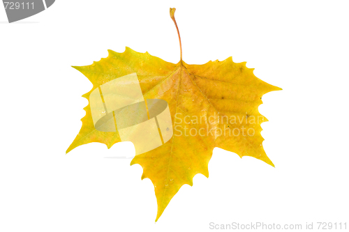 Image of Beautiful golden leaves in autumn
