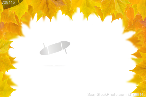 Image of Beautiful golden leaves in autumn