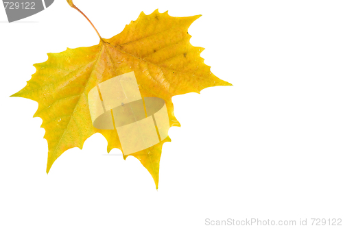 Image of Beautiful golden leaves in autumn