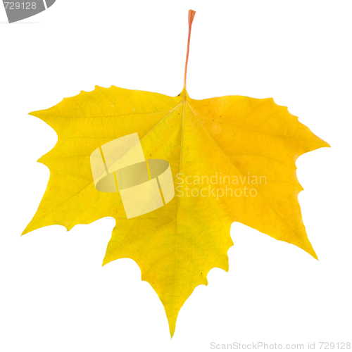 Image of Beautiful golden leaves in autumn