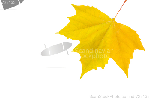 Image of Beautiful golden leaves in autumn