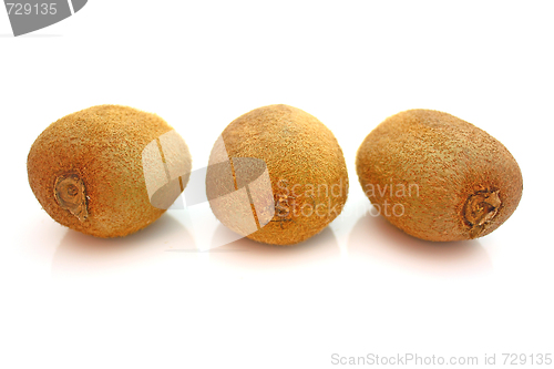 Image of Kiwi,