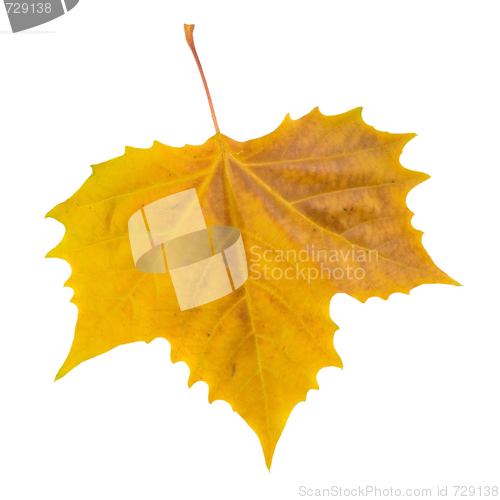 Image of Beautiful golden leaves in autumn