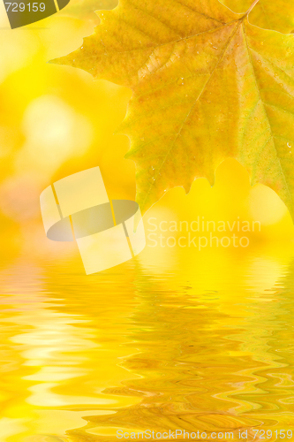 Image of Beautiful golden leaves in autumn