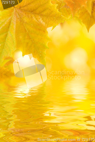 Image of Beautiful golden leaves in autumn