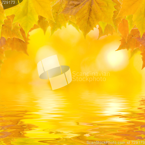 Image of Beautiful golden leaves in autumn