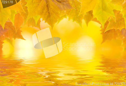 Image of Beautiful golden leaves in autumn