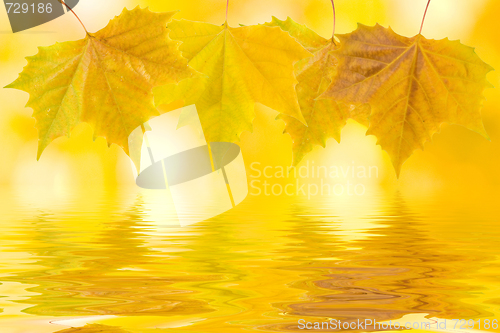 Image of Beautiful golden leaves in autumn