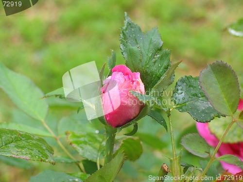 Image of Pink Rose Bud