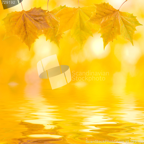 Image of Beautiful golden leaves in autumn