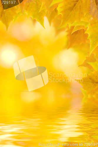 Image of Beautiful golden leaves in autumn