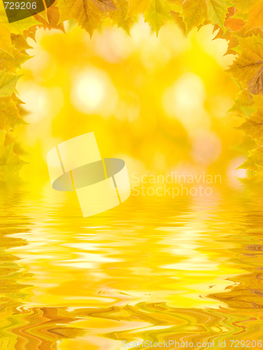 Image of Beautiful golden leaves in autumn