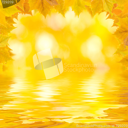 Image of Beautiful golden leaves in autumn