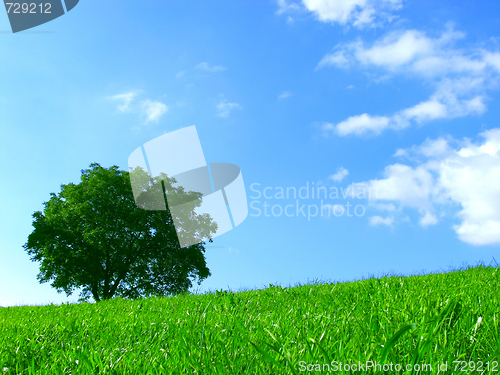 Image of Summer