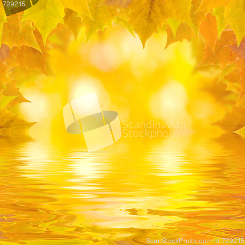 Image of Beautiful golden leaves in autumn