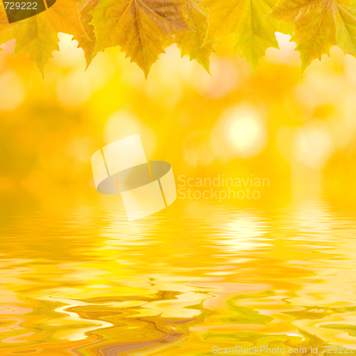 Image of Beautiful golden leaves in autumn