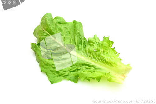 Image of Salad