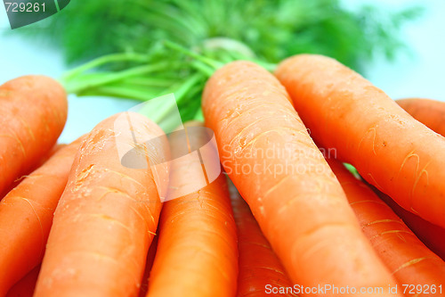 Image of Carrots