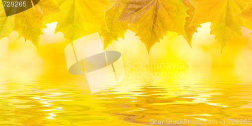 Image of Beautiful golden leaves in autumn