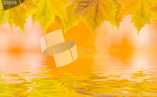 Image of Beautiful golden leaves in autumn