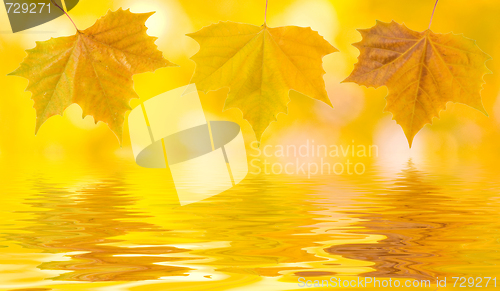 Image of Beautiful golden leaves in autumn