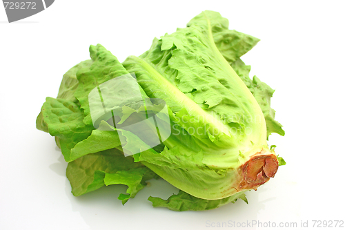 Image of Vegetable
