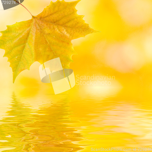 Image of Beautiful golden leaves in autumn