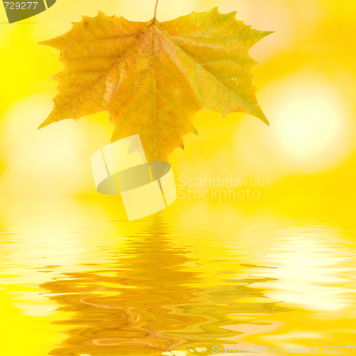 Image of Beautiful golden leaves in autumn