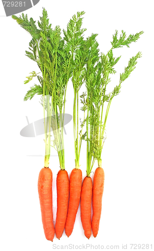 Image of Carrots