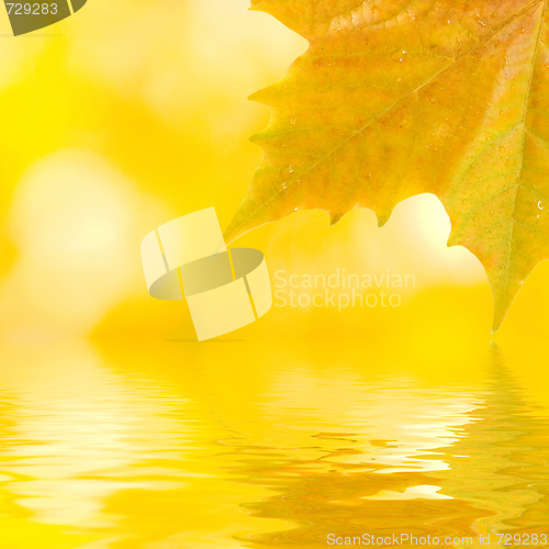 Image of Beautiful golden leaves in autumn