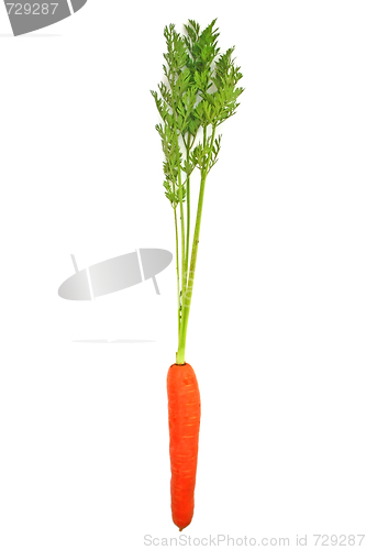 Image of Carrots