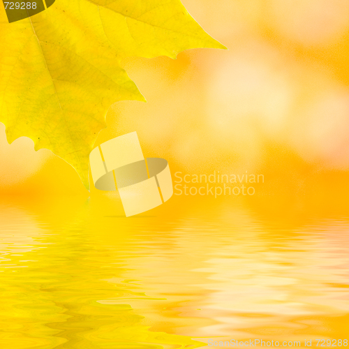 Image of Beautiful golden leaves in autumn