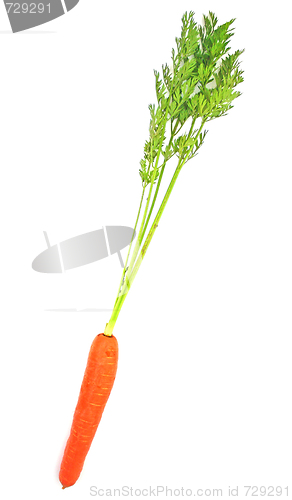 Image of Carrots