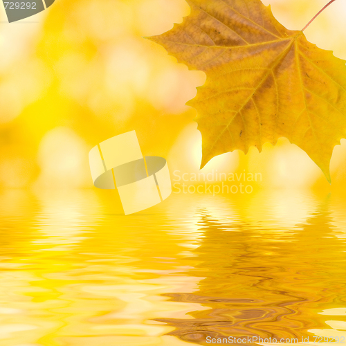 Image of Beautiful golden leaves in autumn