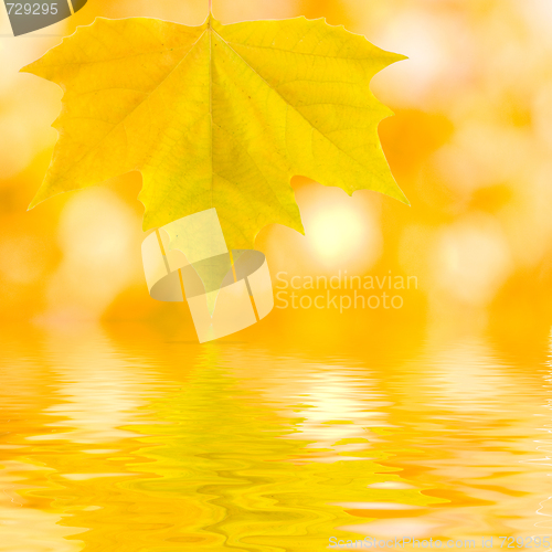 Image of Beautiful golden leaves in autumn