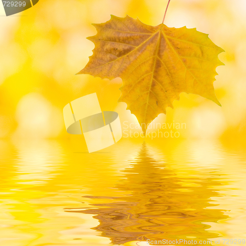 Image of Beautiful golden leaves in autumn