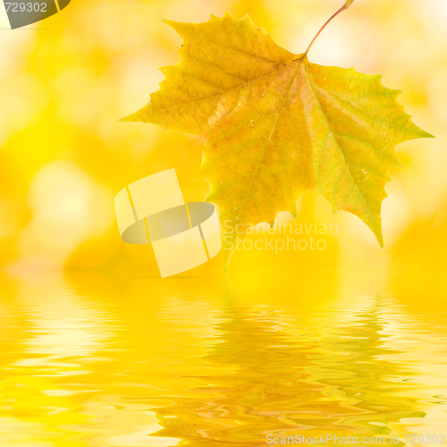 Image of Beautiful golden leaves in autumn