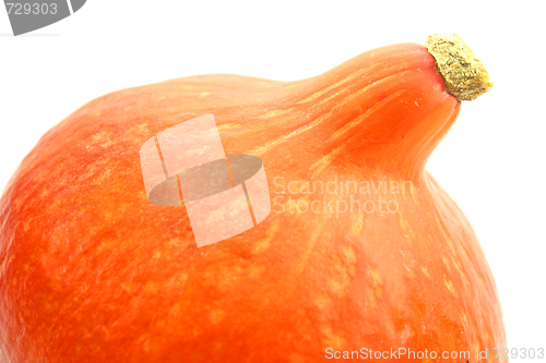Image of Pumpkin