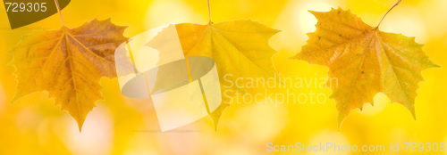 Image of Beautiful leaves in autumn