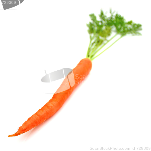 Image of Carrots