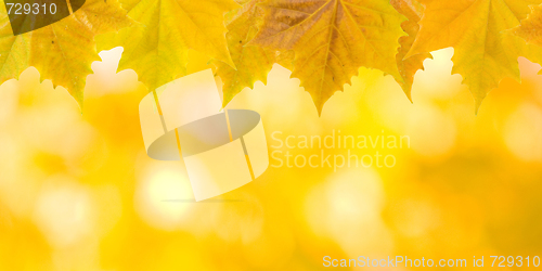 Image of Beautiful leaves in autumn