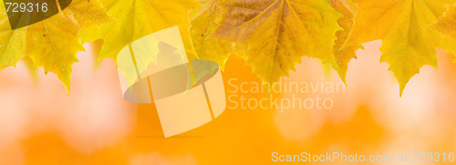 Image of Beautiful leaves in autumn