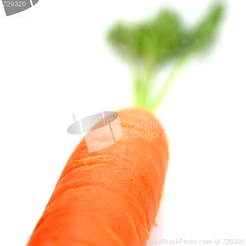 Image of Carrots