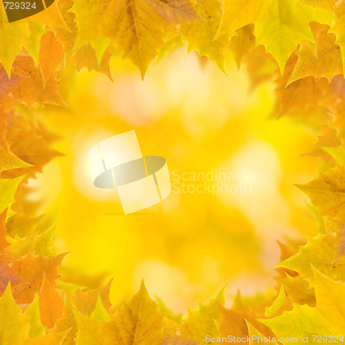 Image of Beautiful leaves in autumn