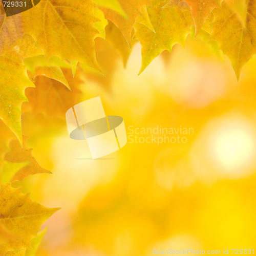 Image of Beautiful leaves in autumn