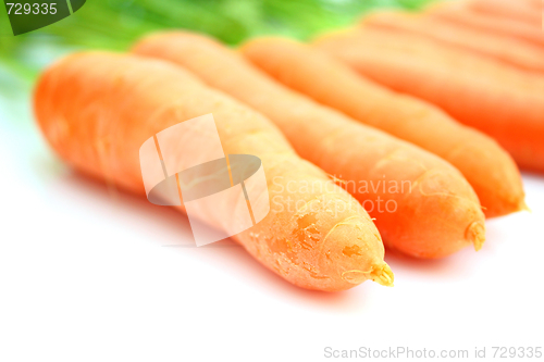 Image of Carrots